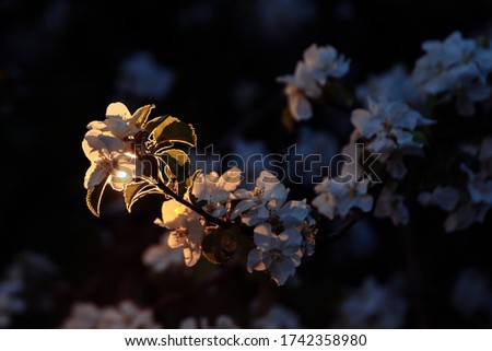 Blooming branch of an Apple tree at dusk. The white Flower is illuminated by a warm contour light. The rest of the flowers are in the shade. There is space for text.