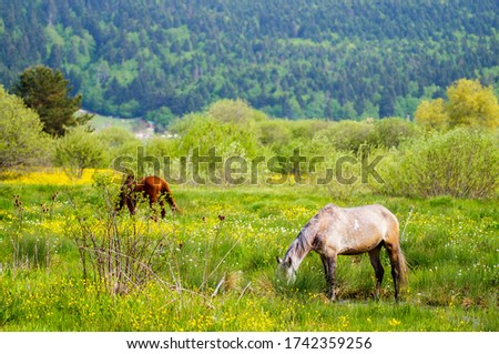 horses walking on the meadow. stray horses in the meadows.