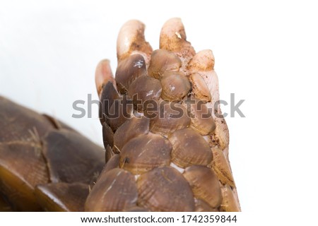 Claw of pangolin (Manis javanica) isolated on white background Royalty-Free Stock Photo #1742359844