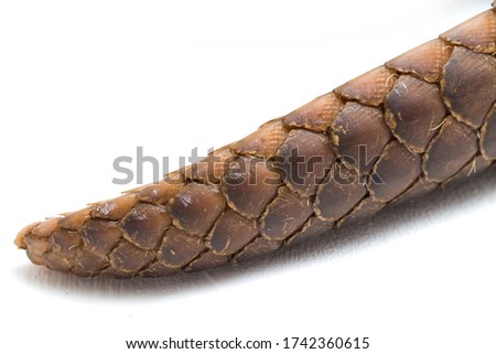 A tail of pangolin (Manis javanica) isolated on white background Royalty-Free Stock Photo #1742360615