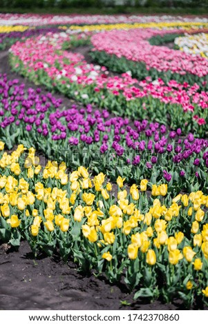 selective focus of blooming colorful tulips field