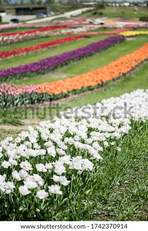  selective focus of beautiful colorful tulips field