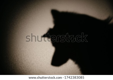 dog shadow on the wall