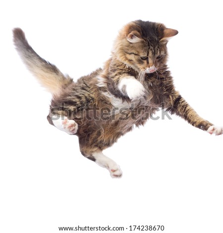 portrait of a cute flying fluffy kitten