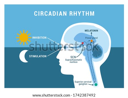 The circadian rhythm and sleep-wake cycle: how exposure to sunlight regulates melatonin secretion in the human brain and body processes Royalty-Free Stock Photo #1742387492