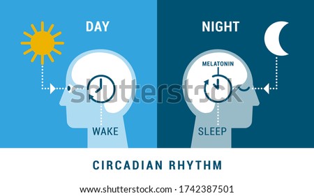The circadian rhythm and sleep-wake cycle: how exposure to sunlight regulates melatonin secretion and body processes during day and night Royalty-Free Stock Photo #1742387501