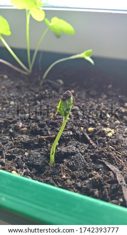 This photo shows a close-up of a clematis seedling. The first leaves are visible. The seed container hangs on the leaf.