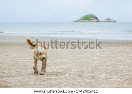One dog playing on the beach