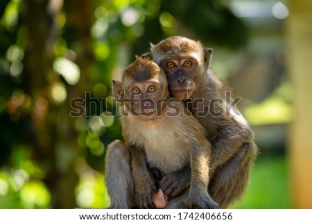 Two little monkeys hug while sitting on a fence.