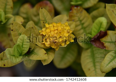 Shrub, soft, brown stems, bushes of many colors, yellow, blooming, beautiful, cheerful nature