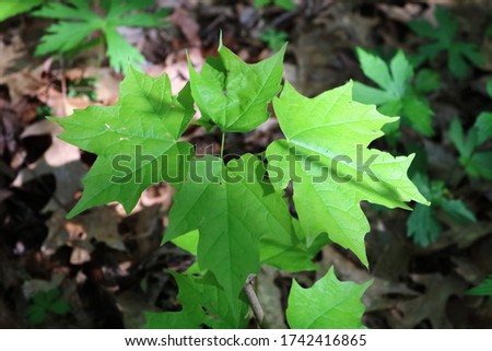 Sugar Maple (acer saccharum) Sapling Close Up in Spring
 Royalty-Free Stock Photo #1742416865