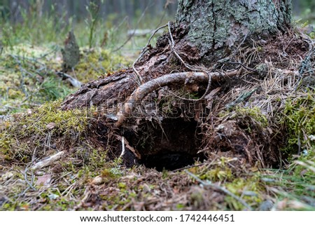 Estonian forest. Small hole in the ground. Burows of a small animal. Possible a rabits hole under the dead tree trunk. Mossy warm hole where animals have moved out already. Lair under the tree roots
