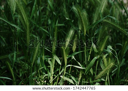 Wild grass with spikelets smoothly swinging in wind, summer plants. Plants in the sunlight. Wild wheat spikelets in field. Beautiful dark green grass, wonderful background.