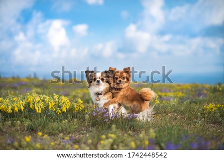 chihuahua on the green field Royalty-Free Stock Photo #1742448542