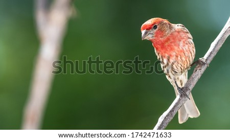 House Finch Resting on the Branch of a Tree Royalty-Free Stock Photo #1742471633