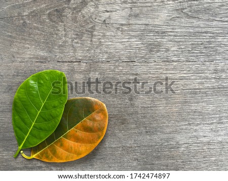 Fresh jackfruit leaves Placed at the corner of the image On the old brown wooden table, conceptual, nature, environment, health care, have Copy space, and can put product pictures or text.