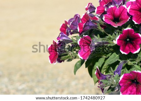 beautiful petunia flowers on a yellow background. bouquet of purple flowers