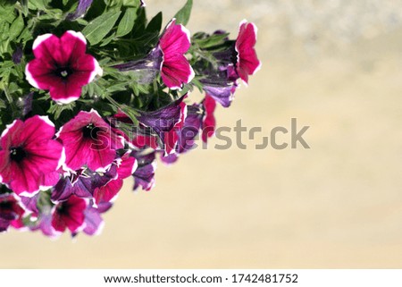 beautiful petunia flowers on a yellow background. bouquet of purple flowers