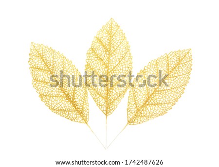 Gold branch of leaves on white