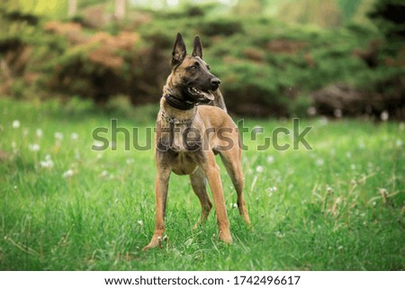 Portrait of belgian shepherd dog. 