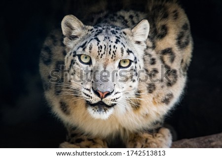 Superb look of a snow leopard