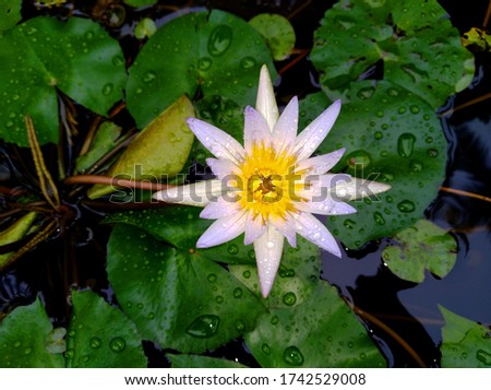 White Blue water lily flowers in a pond - Photography