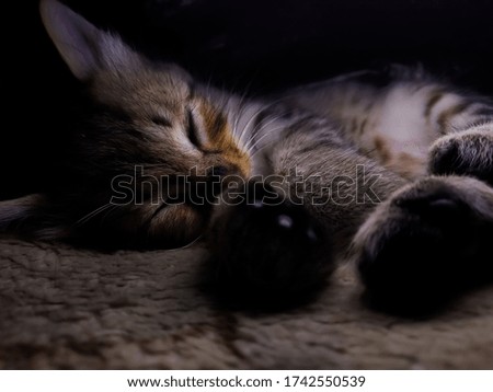 Cute small kitten sleeping on the bed