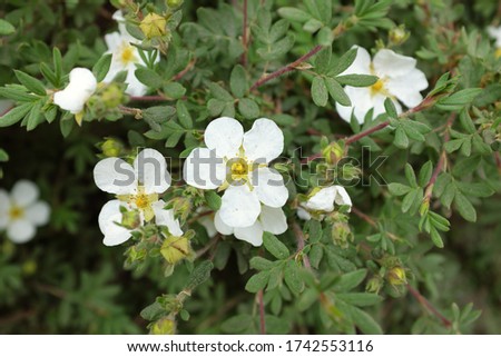 Potentilla fruticosa L. (Abbotswood), outdoor plants 2020 Royalty-Free Stock Photo #1742553116