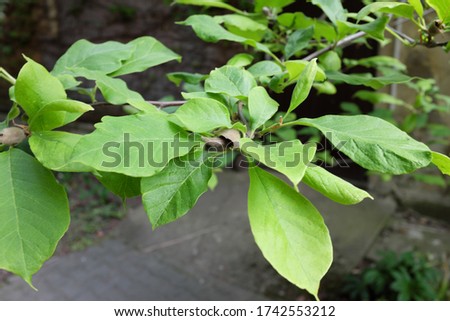 Magnolia soulangeana BOD. (Magnoliaceae), outdoor plants 2020