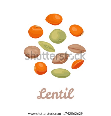 Lentils red, green and brown isolated on white background. Beans icons. Vector illustration of  healthy food in cartoon flat style. Royalty-Free Stock Photo #1742562629