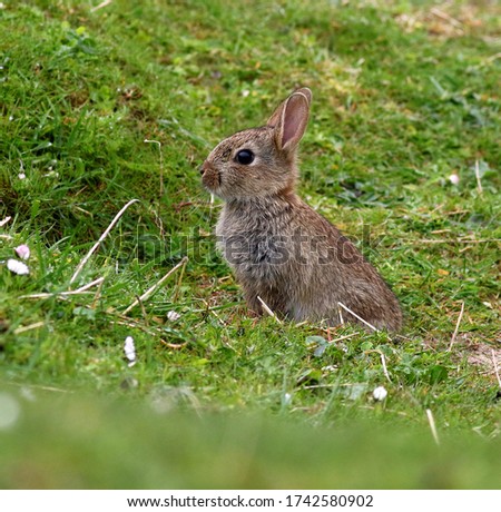 A wild rabbit on the isle of Harris