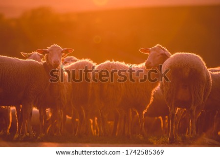 Sheeps in a meadow on green grass at sunset. Portrait of sheep. 