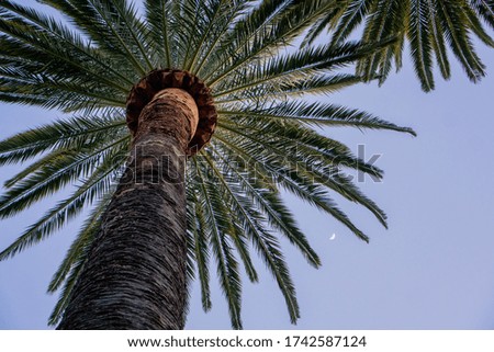 Photo of a palm tree from below with the moon in the night sky on a warm summer evening