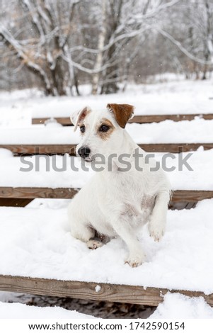 A cute jack rassel dog playing in the snow