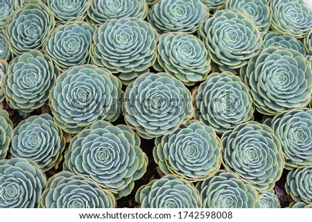 A group of succulent plants with green color,Kalanchoe,green cactus garden, the Rose of Desert with some water drop on the leaf close up macro photo