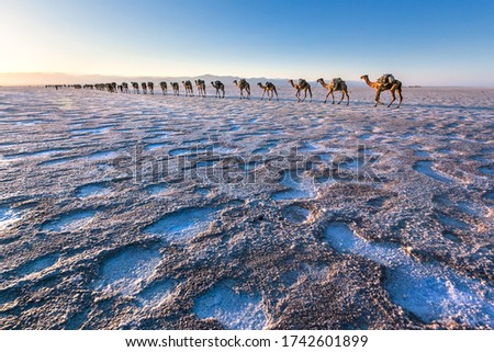 Camel caravan  sunset over dalol salt flats  Royalty-Free Stock Photo #1742601899