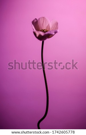 delicate flower on the background of Magenta Purple