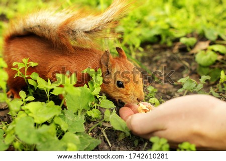 Sciurus. Rodent. The squirrel eats from a hand. Beautiful red squirrel in the park