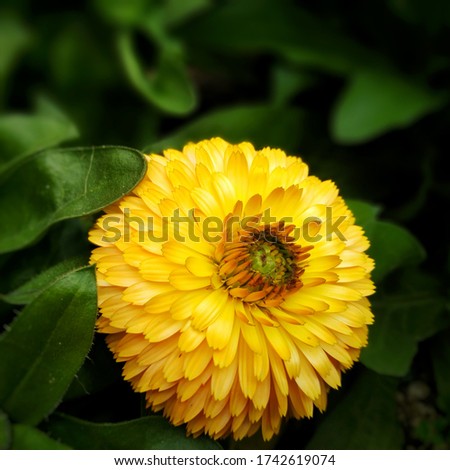 yellow blooming flowers in garden