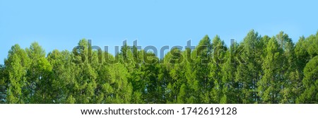 green forest and blue sky, natural bright background. beautiful summer landscape with green foliage trees. wide banner format