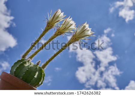 echinopsis subdenudata Cactus with three flowers against a blue sky with clouds