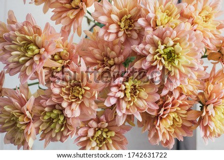 Floral background. Close up of
chrysanthemum flowers.