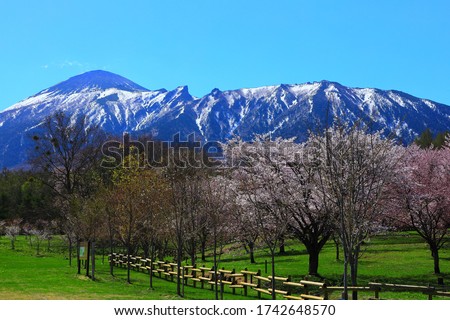 Mt. Iwate and cherry blossoms in Hachimantai City, Iwate Prefecture Royalty-Free Stock Photo #1742648570