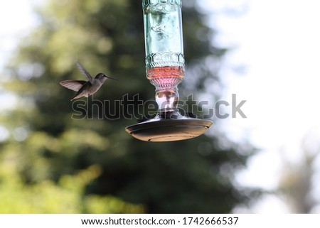 bird feeding in Santa Rosa California