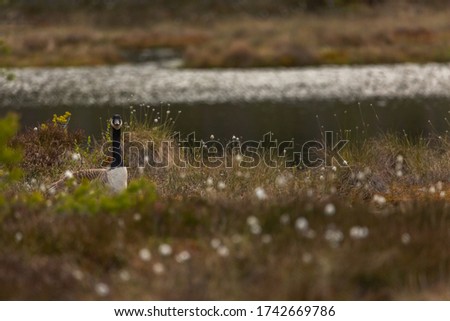 Canada goose sitting in a moss in a swamp. Knuthojdmossen, Sweden.
