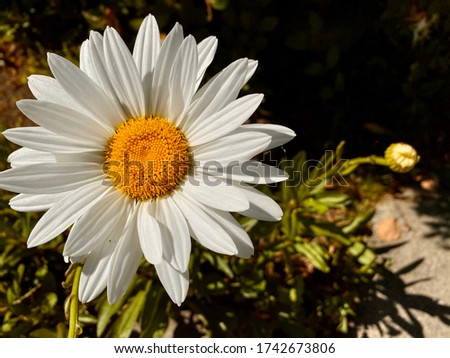 A close-up photo of a white daisy with a yellow center set against a leafy green background.￼￼