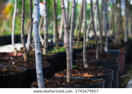 Plant nursery. Rows of young maple trees in plastic pots on plant nursery Royalty-Free Stock Photo #1742679857