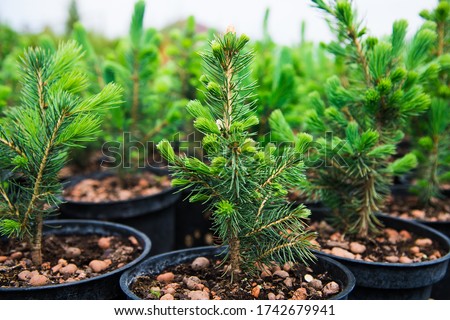 Saplings of pine, spruce, fir and other coniferous trees in pots in plant nursery. Royalty-Free Stock Photo #1742679941