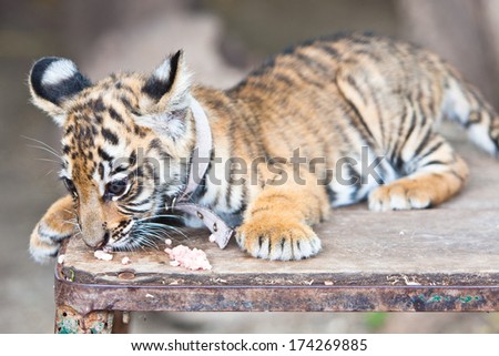 Tiger Cub eating