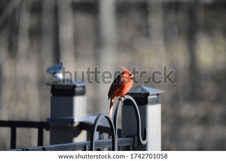 Male cardinal perched on shepherd hook 